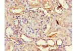 Immunohistochemistry of paraffin-embedded human kidney tissue using CSB-PA13909A0Rb at dilution of 1:100