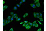 Immunofluorescent analysis of HepG2 cells using CSB-PA13919A0Rb at a dilution of 1:100 and Alexa Fluor 488-congugated AffiniPure Goat Anti-Rabbit IgG(H+L)
