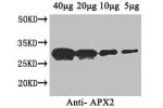 Western Blot<br />
Positive WB detected in: Arabidopsis thaliana (40