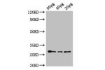 Western Blot<br />
Positive WB detected in:Arabidopsis thaliana lysate at 80