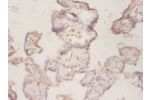 Immunohistochemistry of paraffin-embeded human placenta using CSB-PA14599A0Rb at dilution of 1:50