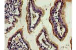 Immunohistochemistry of paraffin-embedded human small intestine tissue using CSB-PA14759A0Rb at dilution of 1:100