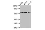 Western Blot<br />
Positive WB detected in:Hela whole cell lysate,MCF-7 whole cell lysate,HepG2 whole cell lysate<br />
All lanes:CHRNB1 antibody at 3