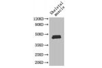 Western Blot<br />
Positive WB detected in: mouse skeletal muscle<br />
All lanes: FOXP3 antibody at 3ug/ml<br />
Secondary<br />
Goat polyclonal to rabbit IgG at 1/50000 dilution<br />
Predicted band size: 48,44,50,45 kDa<br />
Observed band size: 47 kDa