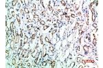 Immunohistochemical analysis of paraffin-embedded human-kidney, antibody was diluted at 1:200