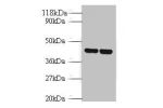 Western blot<br />
All lanes:Vasopressin V1b receptor antibody at 2ug/ml<br />
Lane 1:EC109 whole cell lysate<br />
Lane 2:293T whole cell lysate<br />
Secondary<br />
Goat polyclonal to rabbit at 1/10000 dilution<br />
Predicted band size: 47kDa<br />
Ob