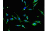 Immunofluorescent analysis of Hela cells using CSB-PA16069A0Rb at a dilution of 1:100 and Alexa Fluor 488-congugated AffiniPure Goat Anti-Rabbit IgG(H+L)
