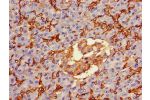 Immunohistochemistry of paraffin-embedded human pancreatic tissue using CSB-PA16087A0Rb at dilution of 1:100