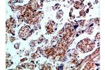 Immunohistochemical analysis of paraffin-embedded Human-placenta, antibody was diluted at 1:100