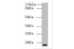 Western blot<br />
All lanes:ATP-dependent Clp protease adapter protein ClpS antibody at 2ug/ml+DH5&alpha; whole cell lysate<br />
Secondary<br />
Goat polyclonal to rabbit at 1/10000 dilution<br />
Predicted band size: 12kDa<br />
Observed band size: 12k