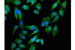 Immunofluorescent analysis of Hela cells using CSB-PA17019A0Rb at a dilution of 1:100 and Alexa Fluor 488-congugated AffiniPure Goat Anti-Rabbit IgG(H+L)