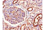 Immunohistochemistry of paraffin-embedded human kidney tissue using CSB-PA18129A0Rb at dilution of 1:100