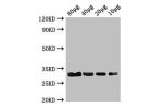 Western Blot<br />
Positive WB detected in:Rosseta bacteria lysate at 80
