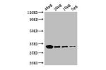 Western Blot<br />
Positive WB detected in:Rosseta bacteria lysate at 40
