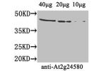 Western Blot<br />
Positive WB detected in: Arabidopsis thaliana (40