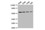 Western Blot<br />
Positive WB detected in:Rosseta bacteria lysate at 40