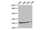 Western Blot<br />
Positive WB detected in Recombinant protein<br />
All lanes:BETV4 antibody at 3