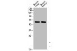 Western Blot analysis of mouse-brain mouse-lung cells using BMP-10 Polyclonal Antibody diluted at 1:1000. Secondary antibody  was diluted at 1:20000