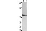Gel: 10%SDS-PAGE, Lysate: 30 