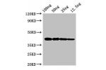 Western Blot<br />
Positive WB detected in Recombinant protein<br />
All lanes:acta1b antibody at 2.8