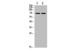 Western Blot analysis of 1,mouse-lung 2,mouse-brain cells using primary antibody diluted at 1:1000(4