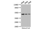 Western Blot<br />
Positive WB detected in:Zebrafish tissue 40