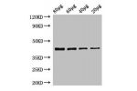 Western Blot<br />
Positive WB detected in:Zebrafish tissue 80