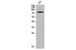 Western blot analysis of 3T3 using Galactosidase 
