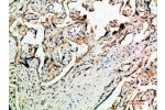 Immunohistochemical analysis of paraffin-embedded human-placenta, antibody was diluted at 1:200