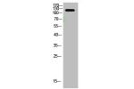 Western Blot analysis of mouse-brain cells using primary antibody diluted at 1:1000(4