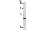 Gel: 8%SDS-PAGE, Lysate: 40 