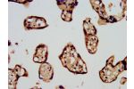 IHC image of CSB-PA22709A0Rb diluted at 1:500 and staining in paraffin-embedded human placenta tissue performed on a Leica BondTM system. After dewaxing and hydration, antigen retrieval was mediated by high pressure in a citrate buffer (pH 6.0). Section w