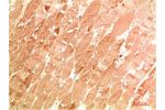 Immunohistochemical analysis of paraffin-embedded Human Skeletal Muscle Tissue using ATG4a Rabbit pAb diluted at 1:200