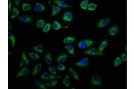 Immunofluorescence staining of A549 cells with CSB-PA23079A0Rb at 1:166,counter-stained with DAPI. The cells were fixed in 4% formaldehyde, permeabilized using 0.2% Triton X-100 and blocked in 10% normal Goat Serum. The cells were then incubated with the 
