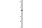 Gel: 10%SDS-PAGE, Lysate: 30 