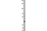 Gel: 8%SDS-PAGE, Lysate: 40 