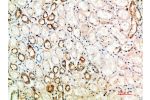 Immunohistochemical analysis of paraffin-embedded human-kidney, antibody was diluted at 1:200