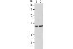 Gel: 10%SDS-PAGE, Lysate: 40 