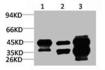 Western blot analysis of 1) HepG2, 2)3T3, 3) Rat Heart Tissue with DUSP6 Rabbit pAb diluted at 1:3,000.