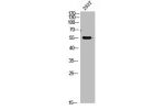 Western Blot analysis of 293t cells using primary antibody diluted at 1:1000(4