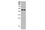 Western Blot analysis of MOUSE-BRAIN cells using Antibody diluted at 500