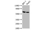 Western Blot<br />
Positive WB detected in:MCF-7 whole cell lysate,HepG2 whole cell lysate<br />
All lanes:GNAS antibody at 3.4