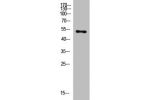 Western Blot analysis of mouse-heart cells using primary antibody diluted at 1:2000(4