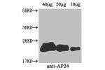 Western Blot<br />
Positive WB detected in: Nicotiana tabacum (40