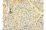 Immunohistochemistry of paraffin-embedded human pancreatic tissue using CSB-PA324640LA01HU at dilution of 1:100