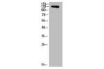 Western Blot analysis of HELA cells using primary antibody diluted at 1:2000(4