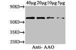 Western Blot<br />
Positive WB detected in: Cucurbita maxima(40