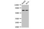 Western Blot<br />
Positive WB detected in:HepG2 whole cell lysate,Hela whole cell lysatee<br />
All lanes:AMFR antibody at 4