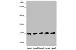 Western blot<br />
All lanes: EEF1B2 antibody at 0.91 ug/ml<br />
Lane 1 : PC-3 whole cell lysate<br />
Lane 2 : 293T whole cell lysate<br />
Lane 3 : Hela whole cell lysate<br />
Lane 4 : Jurkat whole cell lysate<br />
Lane 5 : Raw264.7 whole cell lysate
