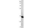Gel: 10+12%SDS-PAGE, Lysate: 40 